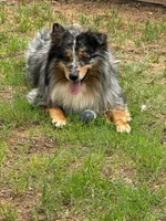 Moonshine , a male Australian Shepherd for sale in Lubbock, TX – Photo 1 of 3