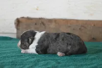 Francine, a female Toy Australian Shepherd for sale in Lubbock, TX – 2 of 2