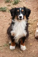 Pheonyx, a male Miniature American Shepherd for sale in Lubbock, TX – Photo 1 of 2