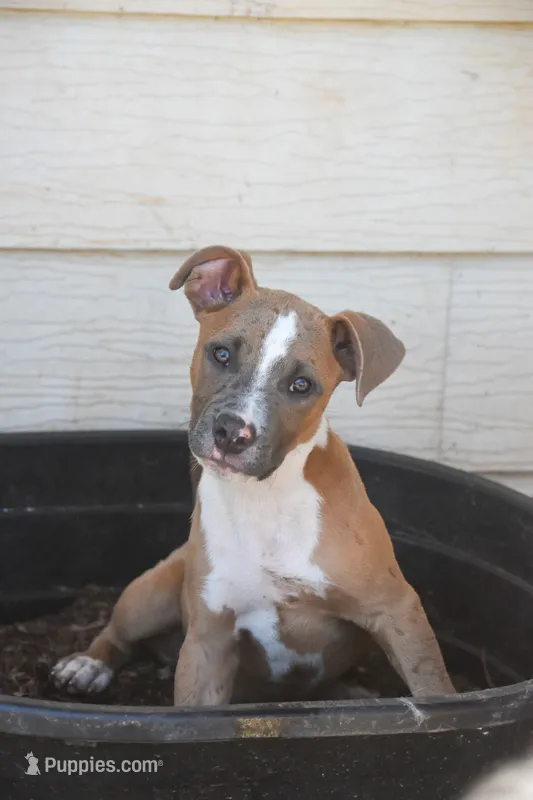 King Brisket – American Pit Bull Terrier puppy for sale in Lubbock, TX