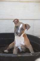 King Brisket, a male American Pit Bull Terrier for sale in Lubbock, TX – 1 of 1