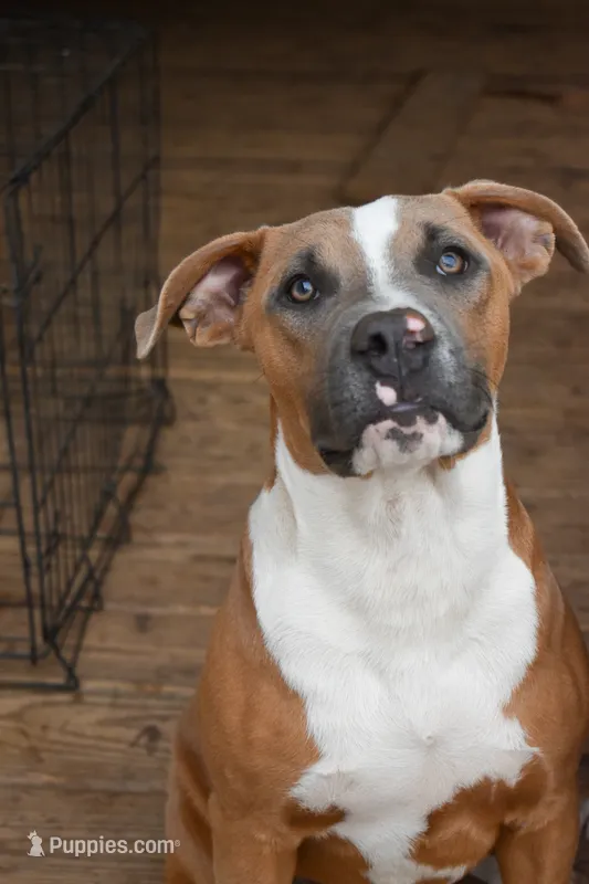 Brisket – American Bully puppy for sale in Lubbock, TX