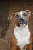Brisket, a male American Bully for sale in Lubbock, TX – 1 of 1