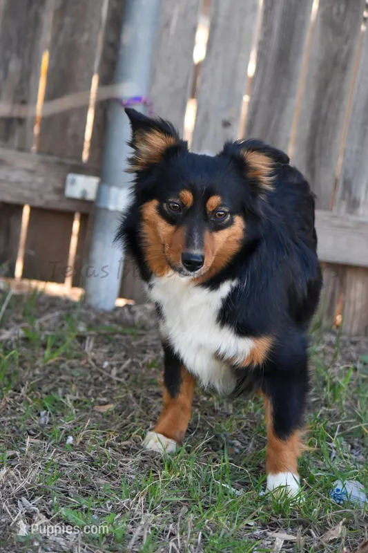 Eris, a female Toy Australian Shepherd for sale in Lubbock, TX – 1 of 1