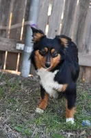 Eris, a female Toy Australian Shepherd for sale in Lubbock, TX – 1 of 1