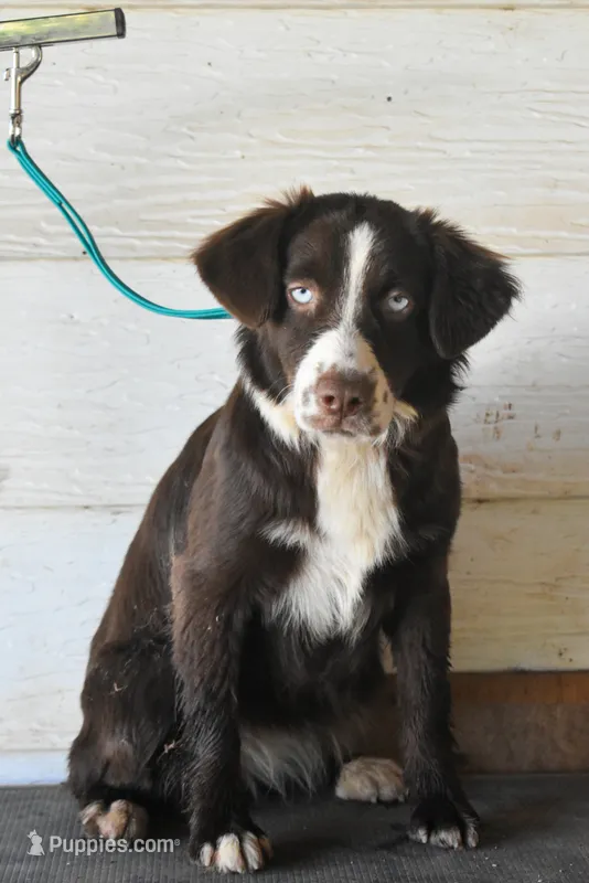 Ember – Miniature Australian Shepherd puppy for sale in Lubbock, TX