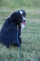 Enrique: Neutered, a male Miniature Australian Shepherd for sale in Lubbock, TX – Photo 2 of 3