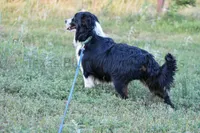 Enrique: Neutered, a male Miniature Australian Shepherd for sale in Lubbock, TX – Photo 1 of 3