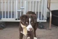Ember, a female Miniature Australian Shepherd for sale in Lubbock, TX – 2 of 2