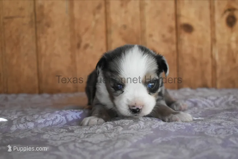 Puppy 2 – Toy Australian Shepherd puppy for sale in Lubbock, TX