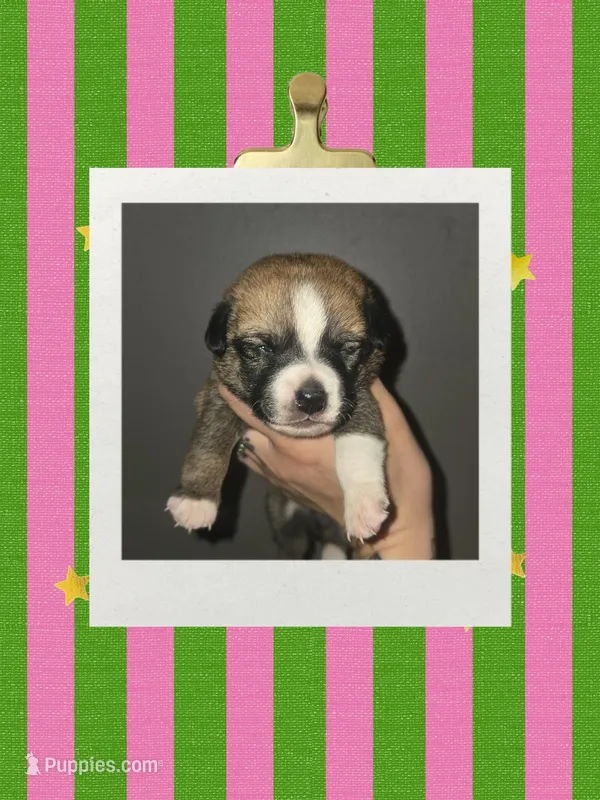 Female  – Dachshund, Chihuahua puppy for sale in Lubbock, TX