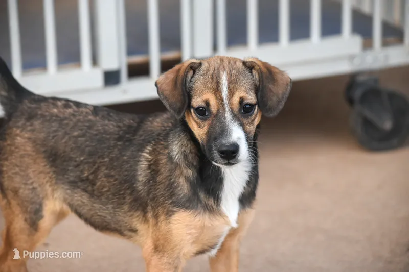 Dutches, a female Chiweenie for sale in Lubbock, TX – 1 of 1