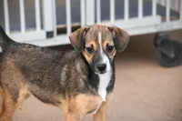 Dutches, a female Chiweenie for sale in Lubbock, TX – 1 of 1