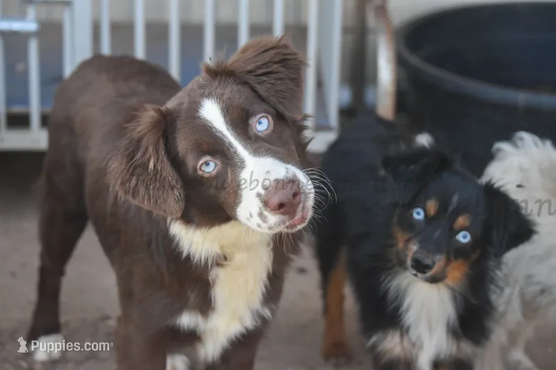 Ember – Miniature Australian Shepherd puppy for sale in Lubbock, TX