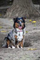 Cleo, a female Miniature Australian Shepherd for sale in Lubbock, TX – 1 of 1