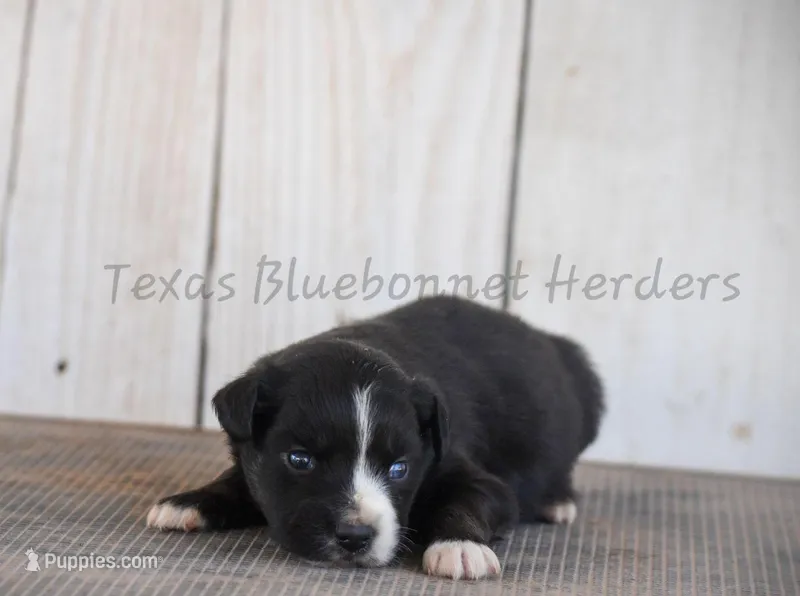 Male – Australian Shepherd puppy for sale in Lubbock, TX