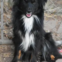 Mocha, a female Miniature Australian Shepherd for sale in Lubbock, TX – 1 of 1