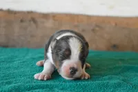 Finnagan, a male Toy Australian Shepherd for sale in Lubbock, TX – 2 of 2