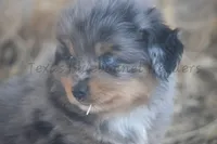 Male, a male Toy Australian Shepherd for sale in Lubbock, TX – Photo 2 of 2