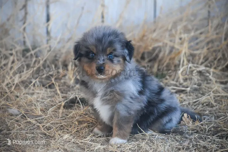 Male – Toy Australian Shepherd puppy for sale in Lubbock, TX