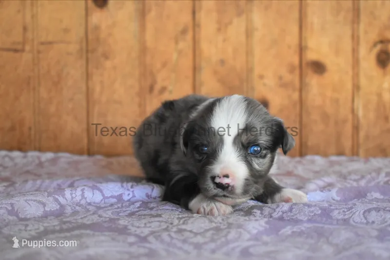 Puppy 3 – Toy Australian Shepherd puppy for sale in Lubbock, TX