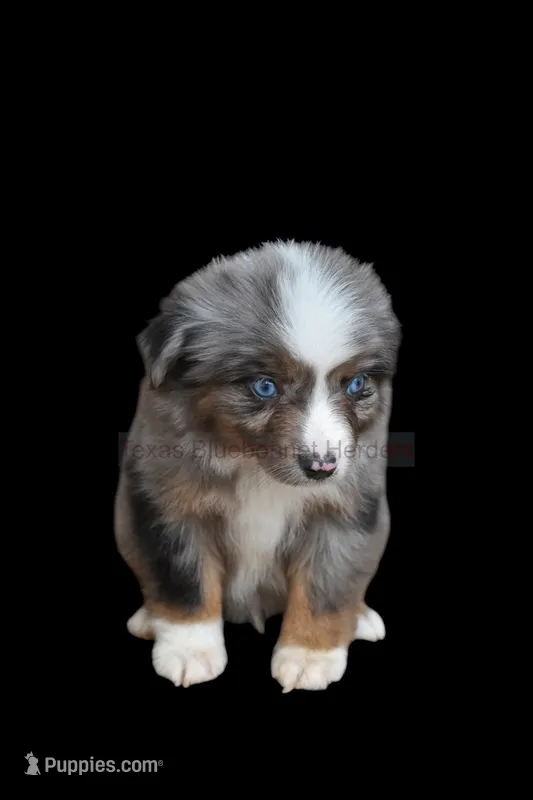Vesper – Toy Australian Shepherd puppy for sale in Lubbock, TX
