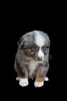 Vesper, a male Toy Australian Shepherd for sale in Lubbock, TX – 1 of 1