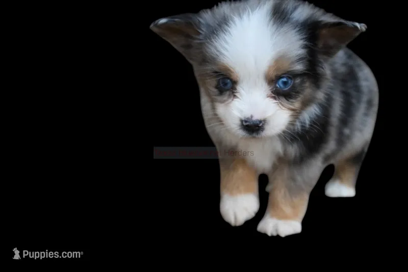 Cosmo – Toy Australian Shepherd puppy for sale in Lubbock, TX