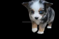 Cosmo, a male Toy Australian Shepherd for sale in Lubbock, TX – 1 of 1