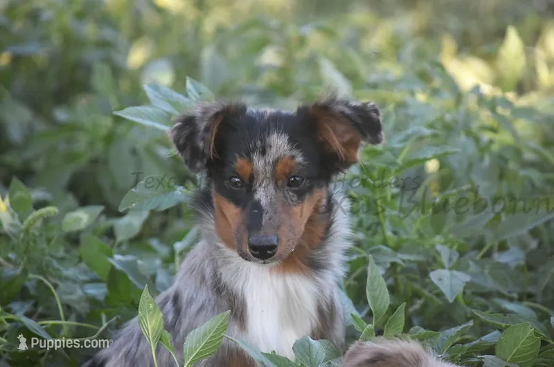 Cleo – Miniature Australian Shepherd puppy for sale in Lubbock, TX