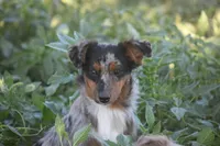 Cleo, a female Miniature Australian Shepherd for sale in Lubbock, TX – 1 of 1