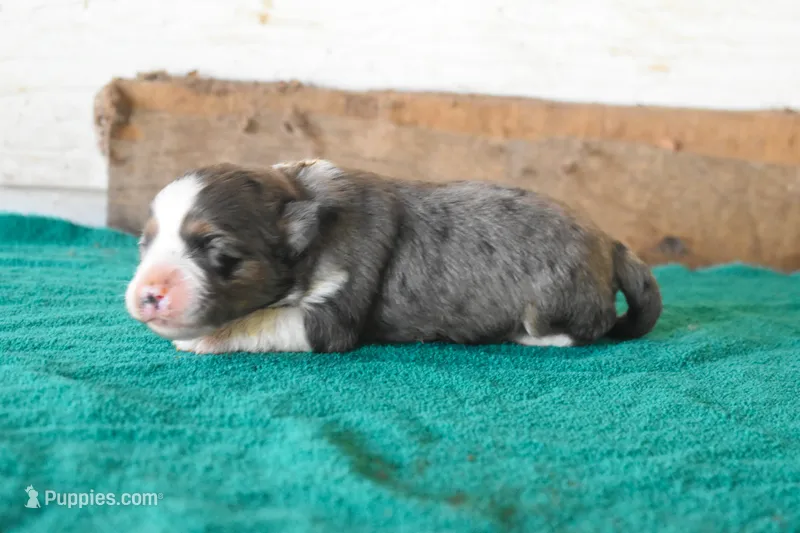 Finnagan – Toy Australian Shepherd puppy for sale in Lubbock, TX