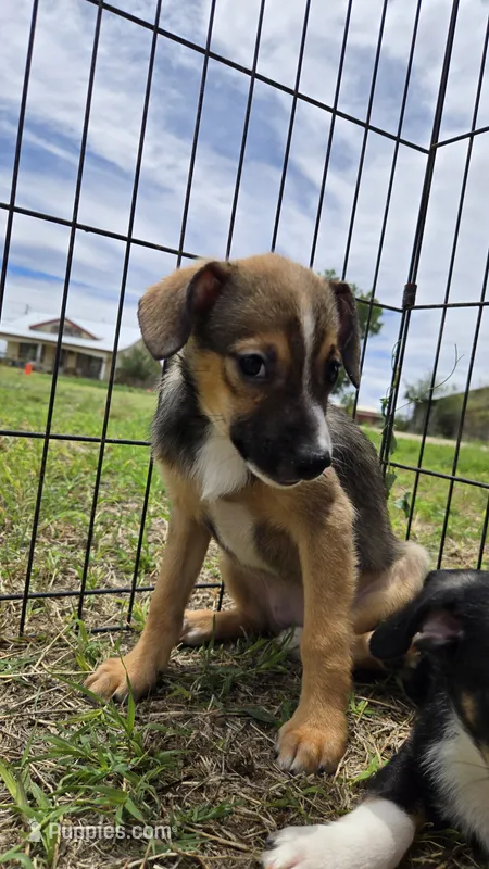 Female  – Chiweenie puppy for sale in Lubbock, TX
