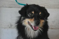 Karma, a female Miniature Australian Shepherd for sale in Lubbock, TX – 2 of 2