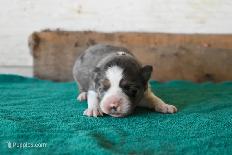 Francine – Toy Australian Shepherd puppy for sale in Lubbock, TX