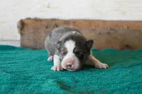 Francine, a female Toy Australian Shepherd for sale in Lubbock, TX – 1 of 2