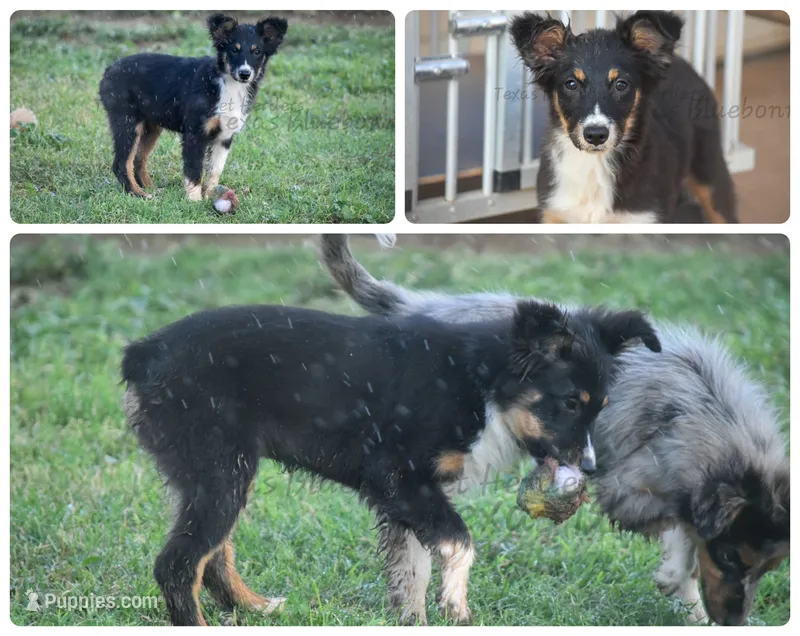 Wren – Australian Shepherd puppy for sale in Lubbock, TX