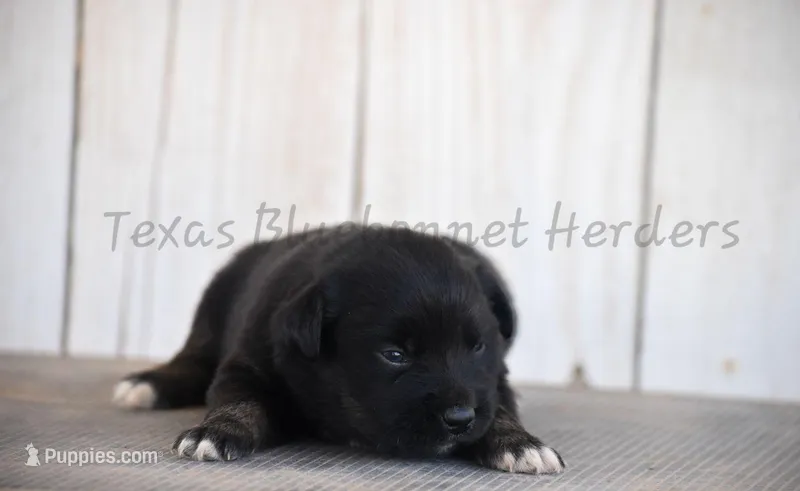 Female  – Australian Shepherd puppy for sale in Lubbock, TX