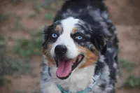 Toby, a male Miniature Australian Shepherd for sale in Lubbock, TX – 1 of 1
