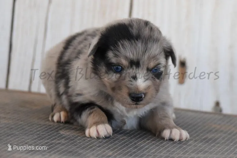 Female – Australian Shepherd puppy for sale in Lubbock, TX