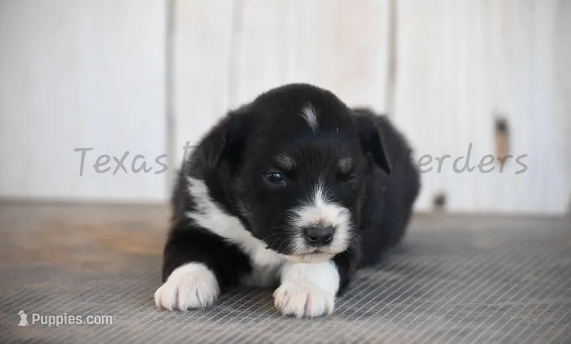 Female – Australian Shepherd puppy for sale in Lubbock, TX