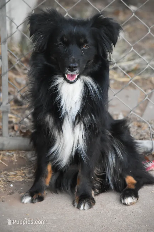 Mocha – Miniature Australian Shepherd puppy for sale in Lubbock, TX