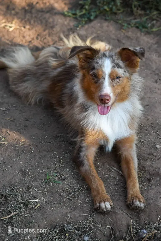 Laney – Miniature American Shepherd puppy for sale in Lubbock, TX