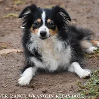 Dollie:Spayed, a female Toy Australian Shepherd for sale in Lubbock, TX – 1 of 1