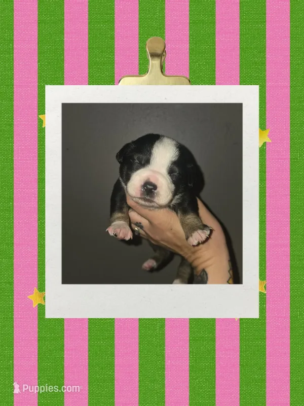 Female  – Dachshund, Chihuahua puppy for sale in Lubbock, TX