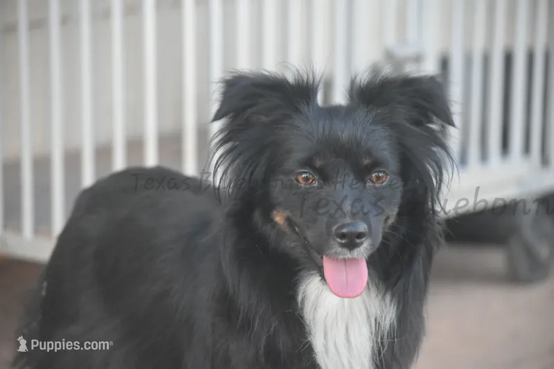Mocha – Miniature Australian Shepherd puppy for sale in Lubbock, TX