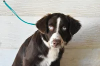 Ember, a female Miniature Australian Shepherd for sale in Lubbock, TX – 2 of 2