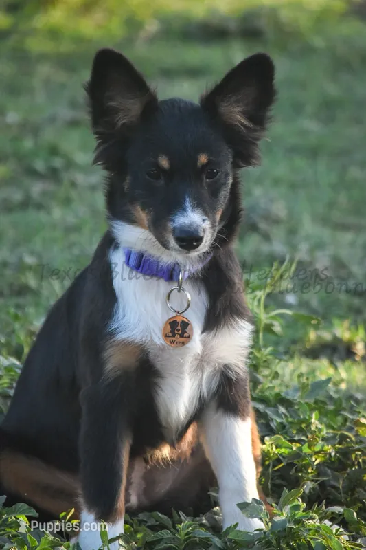 Wren – Australian Shepherd puppy for sale in Lubbock, TX