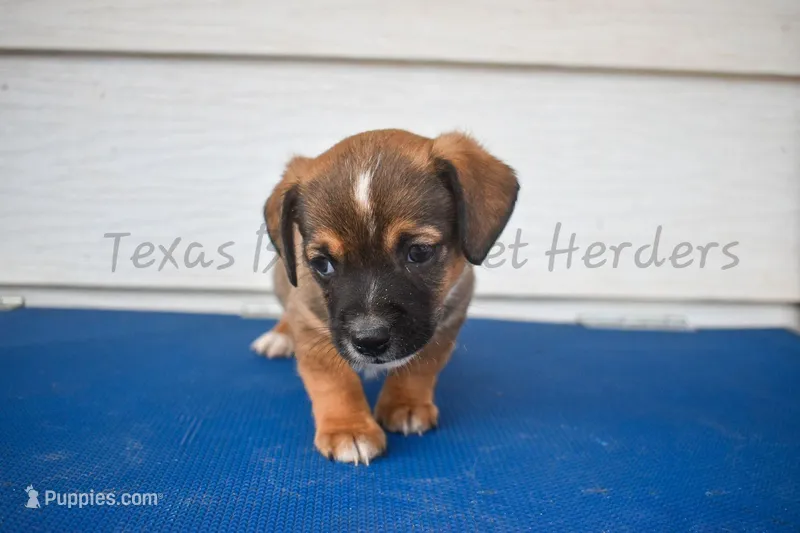 Male – Chiweenie puppy for sale in Lubbock, TX