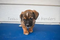 Male, a male Chiweenie for sale in Lubbock, TX – 1 of 1